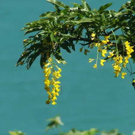 Maggiociondolo Venasca